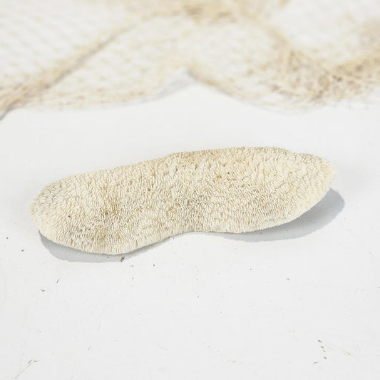 Mushroom Coral #4994