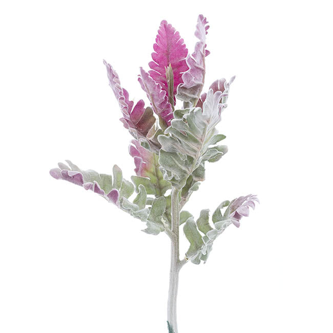 Dusty Miller Grey - 38cmH