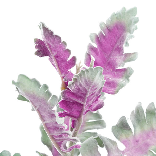 Dusty Miller Grey - 38cmH