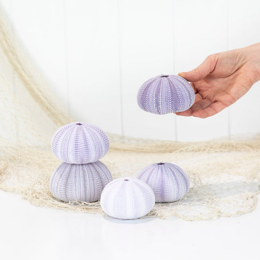 Sea Urchin - Purple Large #6494