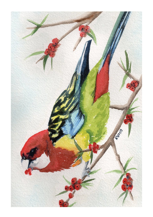 Eastern Rosella II