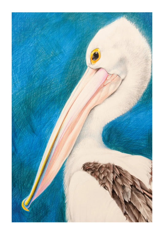 Pelican