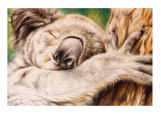 Sleeping Koala