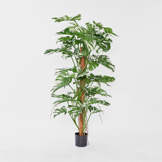 Variegated Split Philodendron W/48 Leaves Green