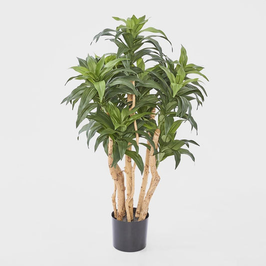Dracaena Fragrans Tree W/251 Leaves Green
