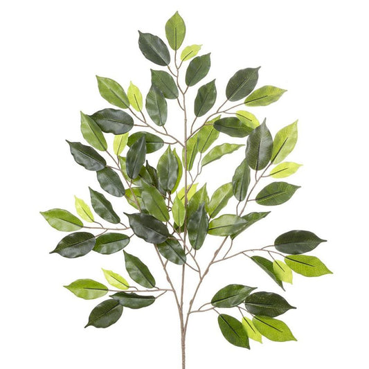 Ficus Spray 75Cm
