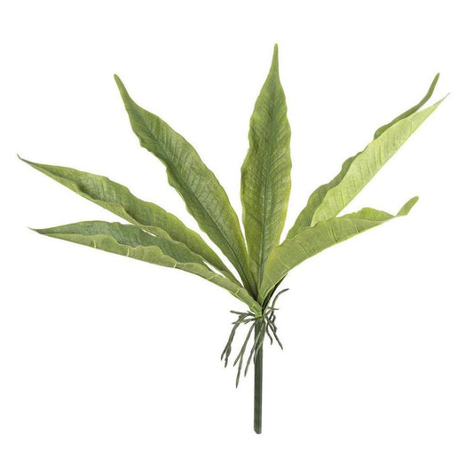 Foliage Plant With Roots 48Cm