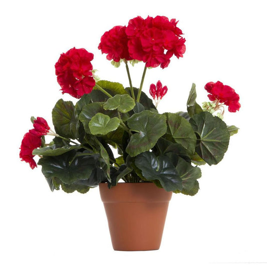 Geranium Bush In Terra Pot Red