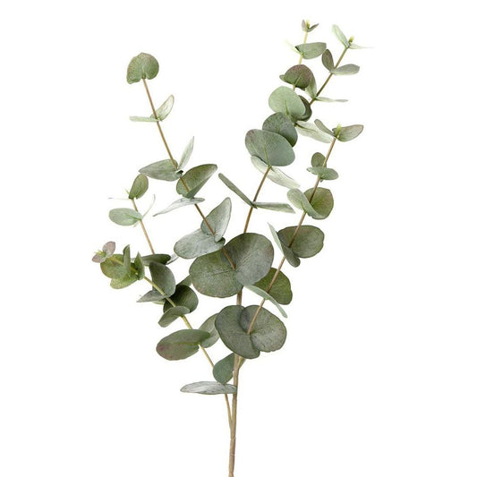Eucalyptus 86Cm