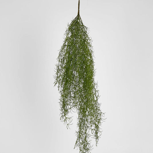 Asparagus Hanging Spray 138Cm