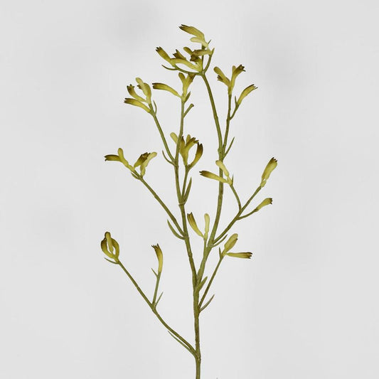 Kangaroo Paw Spray Yellow 102Cm