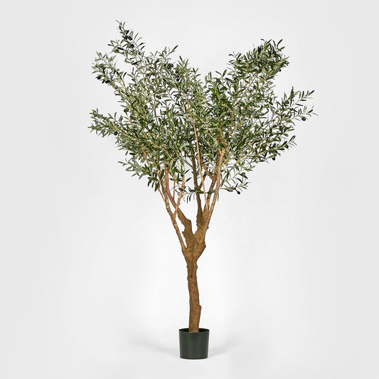 Olive Tree With 5 Branch Trunk 225Cm