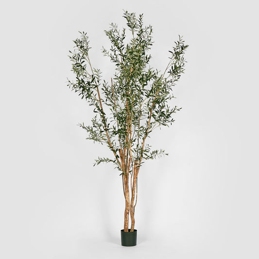 Olive Tree Multi Stem 280Cm