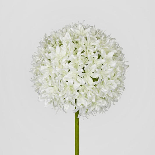 Allium Flower White