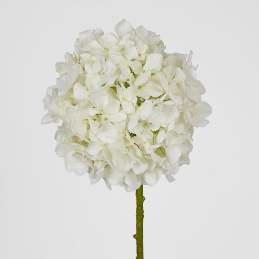 Ball Head Hydrangea White