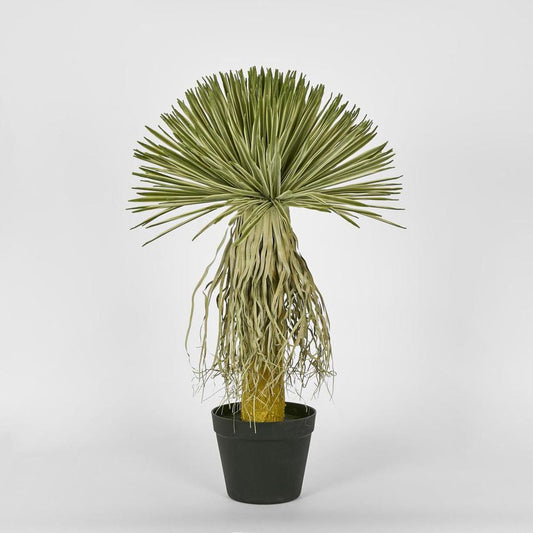 Variegated Grass Tree 60Cm