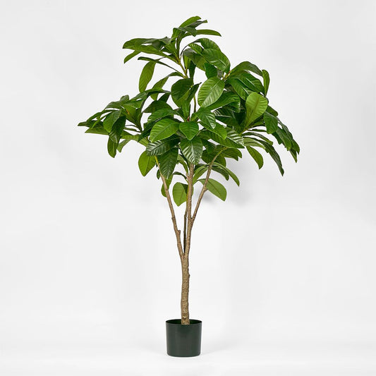 Frangipani Tree 180Cm