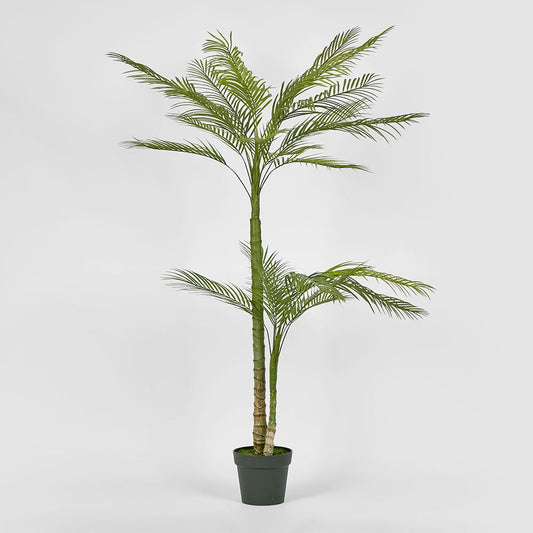 Double Stem Palm Tree 150Cm
