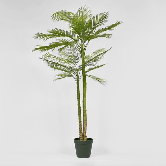 Double Stem Palm Tree 218Cm