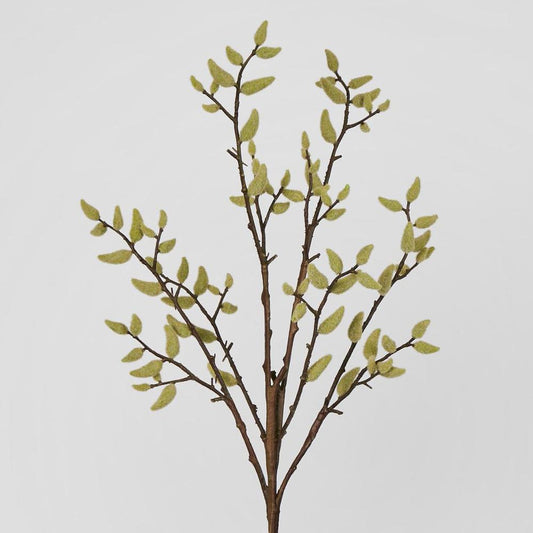 Pussy Willow Stem
