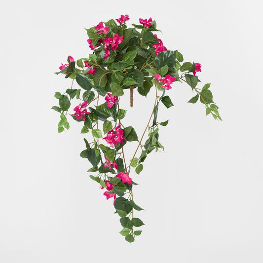 Bougainviilea Hanging Bush