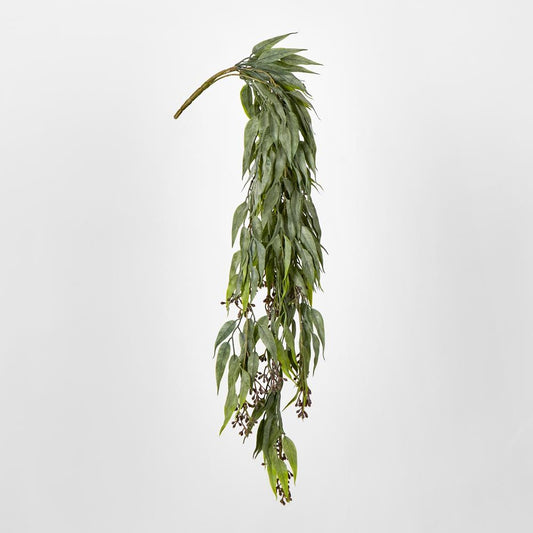 Hanging Eucalyptus Bush With Seeds