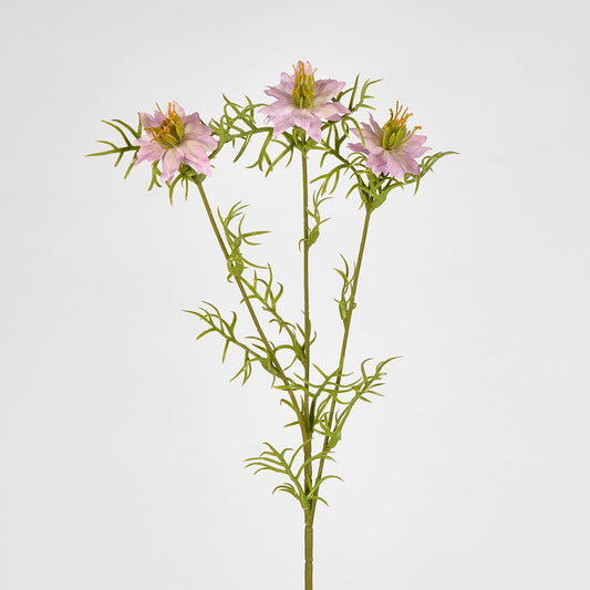 Love In The Mist By 3