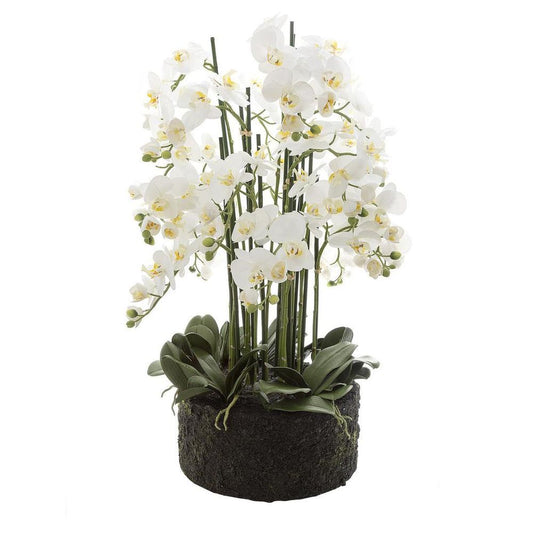 Orchid In Paper Pot Extra Large 90Cm White