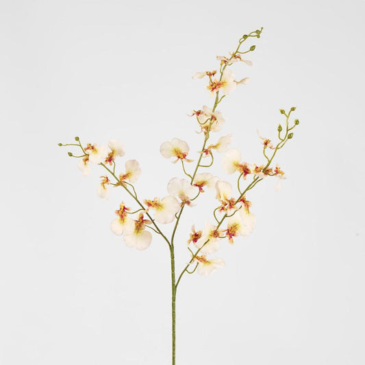 Lilly Dancing Orchid 98Cm Cream