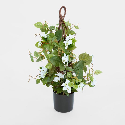 61Cm Climbing White Bougainvillea In Pot