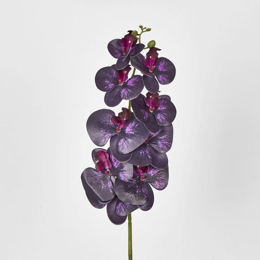 Dark Deep Purple Phalaenopsis Orchid