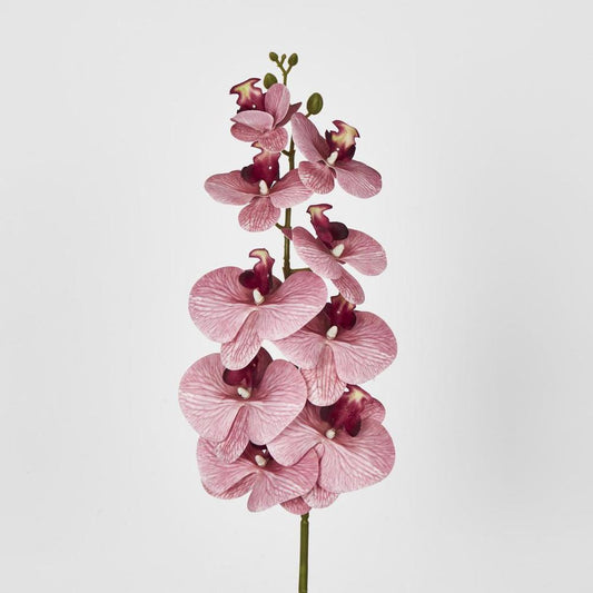 Dusty Pink Phalaenopsis Orchid