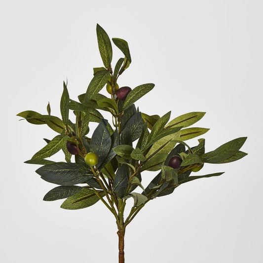 Olive Leaf Bush With Olives