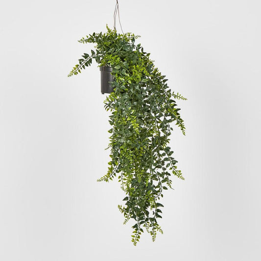 Hanging Baker Fern In Pot