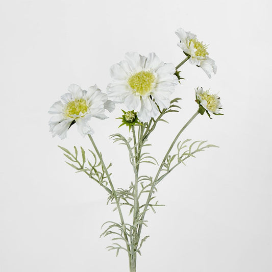 White Scabiosa 3 Flowers And 2 Buds