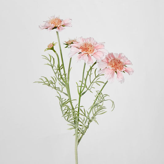 Light Pink Scabiosa 3 Flowers And 2 Buds