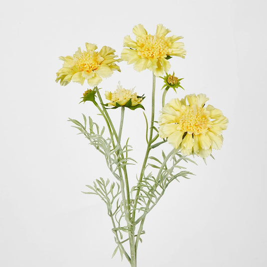 Yellow Scabiosa 3 Flowers And 2 Buds