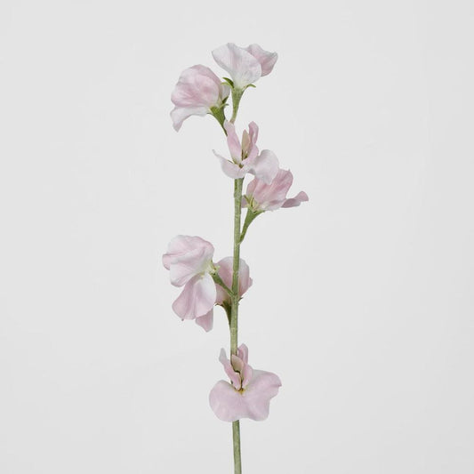 Light Pink Sweetpea