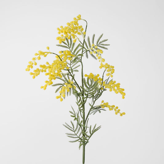 Austalian Wattle 85Cm
