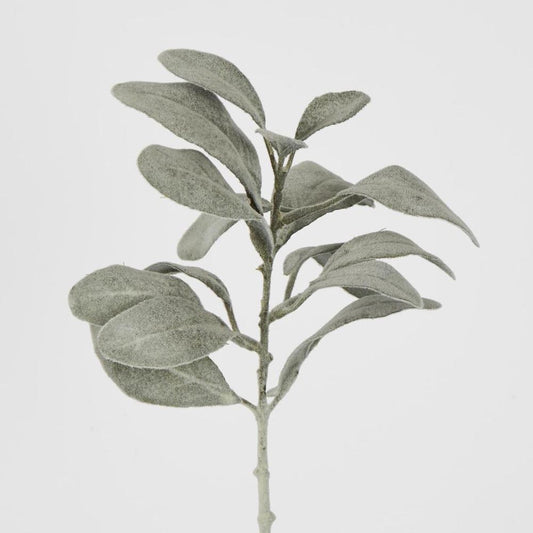 Olive Green Lamb Ear Short Stem (Stachys Byzantina)