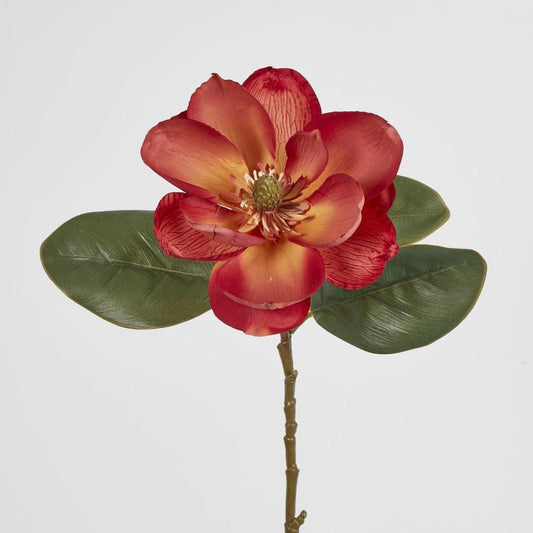 Coral Magnolia On Stem