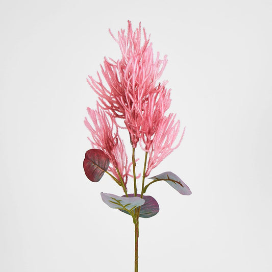 Hot Pink Magenta Smoke Bush