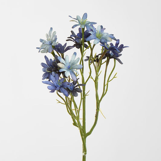 Blue Sea Aster