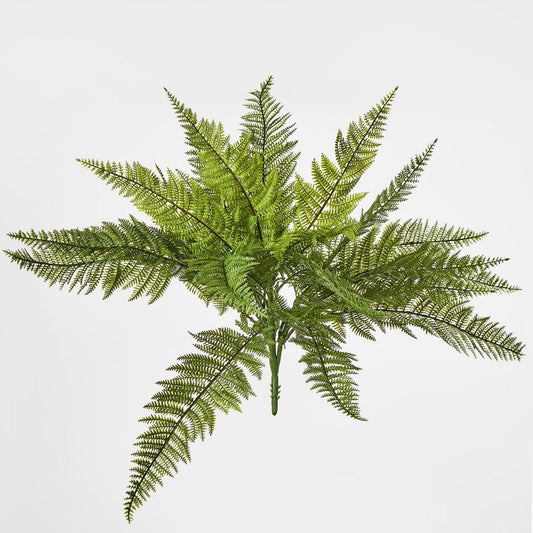 Leather Fern Bush W/26 Leaves