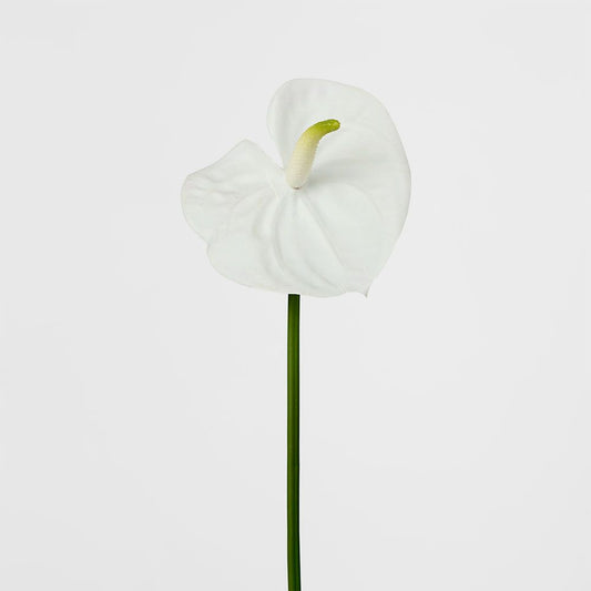 Anthurium Lily Real Touch White