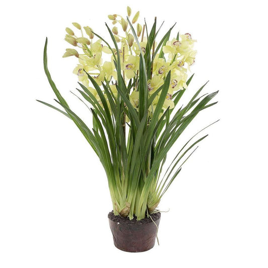 Cymbidium Giant Paper Pot 1.1M Light Green