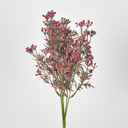 Santa Maria Bush With Pink Purple Flowers