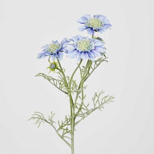 Light Blue Scabiosa 3 Flowers And 2 Buds