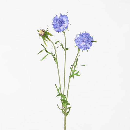 Scabiosa Stem Blue