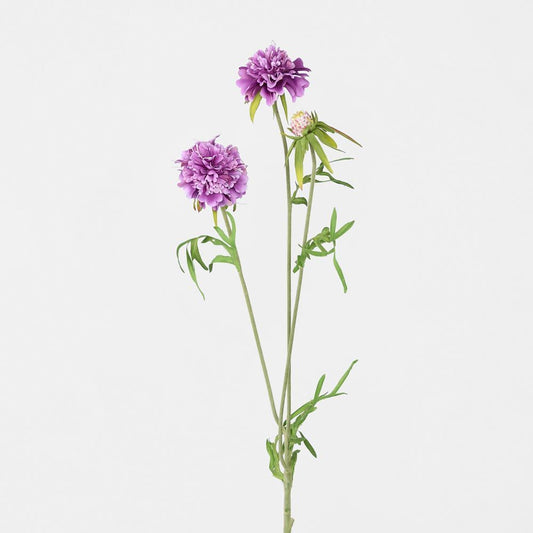Scabiosa Stem Purple